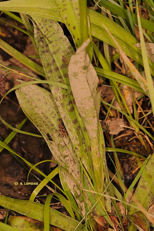 Hybride dactylorhiza elata x maculata