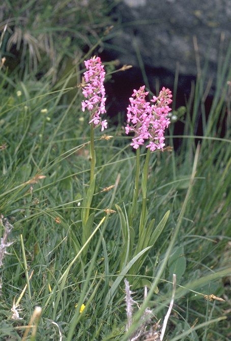 Gymnadenia odoratisima - Orchis odorant