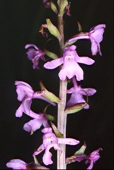 Gymnadenia odoratisima - Orchis odorant