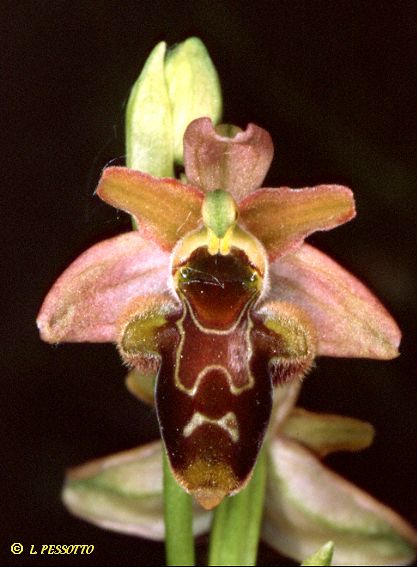 Hybride ophrys araneola x ophrys scolopax
