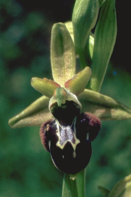 Hybride ophrys aranifera x scolopax