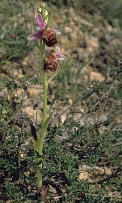 Ophrys aegirtica plante