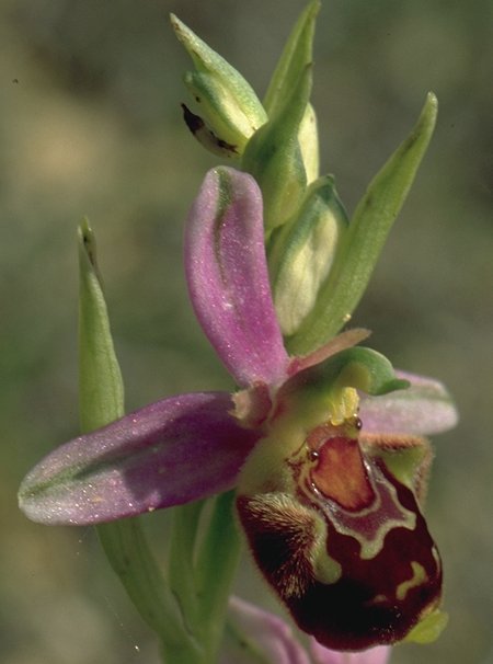 Ophrys aegirtica fleur