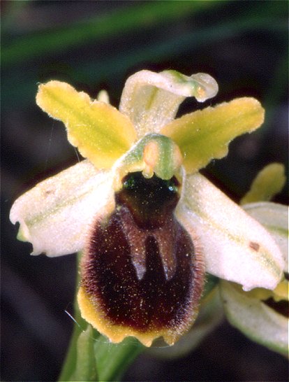 Ophrys araneola - Ophrys petite araigne
