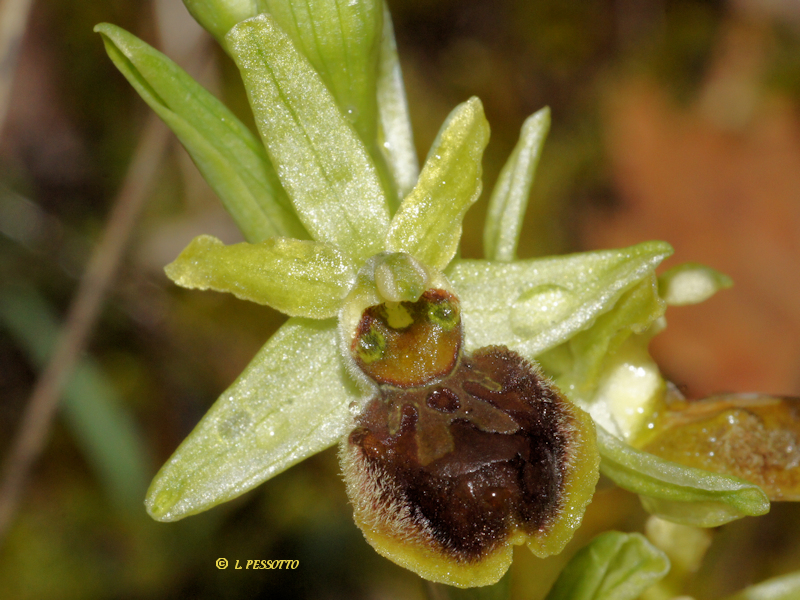 Ophrys massiliensis - Ophrys de Marseille