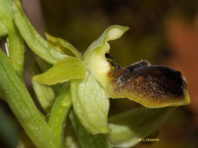 Ophrys massiliensis - Ophrys de Marseille