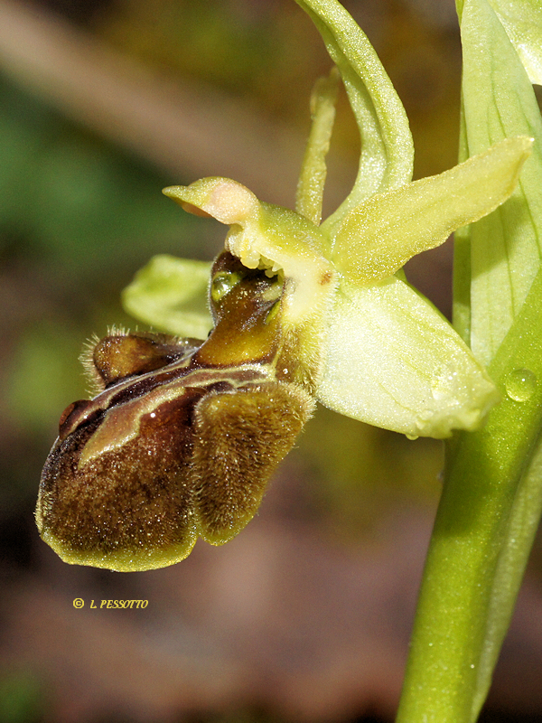 Ophrys massiliensis - Ophrys de Marseille