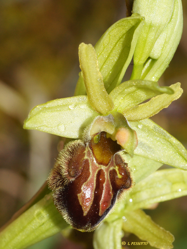 Ophrys massiliensis - Ophrys de Marseille