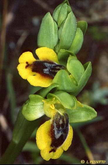 Ophrys corsica