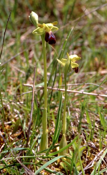 Ophrys sulcata - Ophrys sillonn