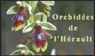 Logo Orchidées de l'Hérault