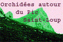 Logo Orchidées autour du Pic Saint-Loup