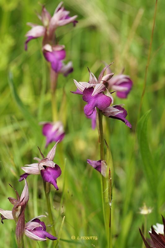 Anacamptis morio x Serapias vomeracea