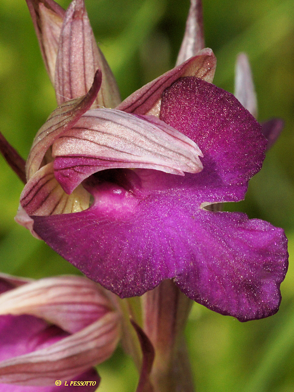Anacamptis morio x Serapias vomeracea