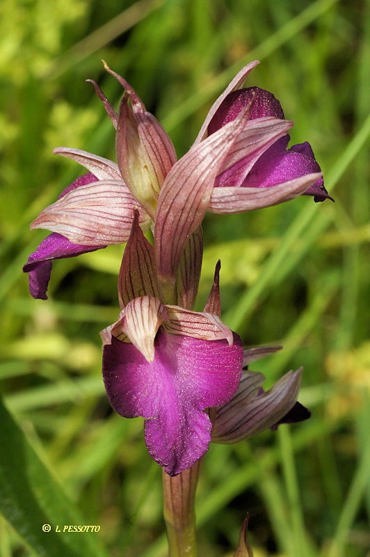 Anacamptis morio x Serapias vomeracea