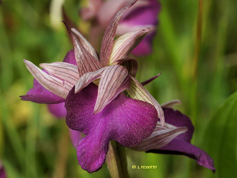Anacamptis morio x Serapias vomeracea