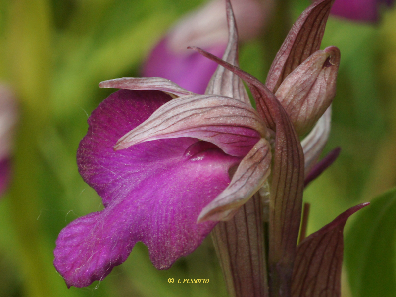 Anacamptis morio x Serapias vomeracea
