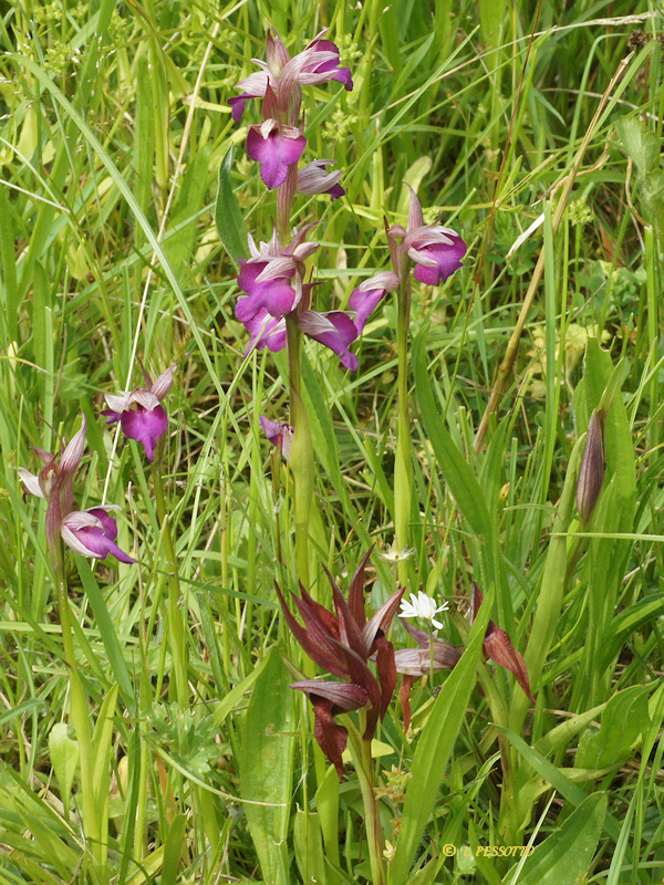 Anacamptis morio x Serapias vomeracea