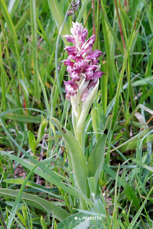 Anacamptis coriophora - Orchis punaise