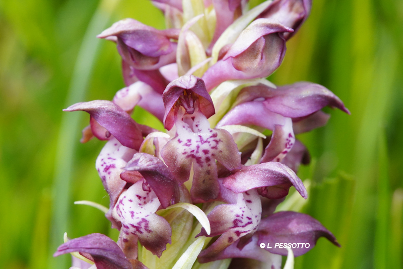 Anacamptis coriophora - Orchis punaise