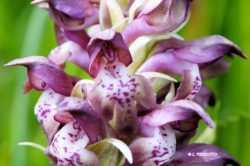 Anacamptis coriophora - Orchis punaise