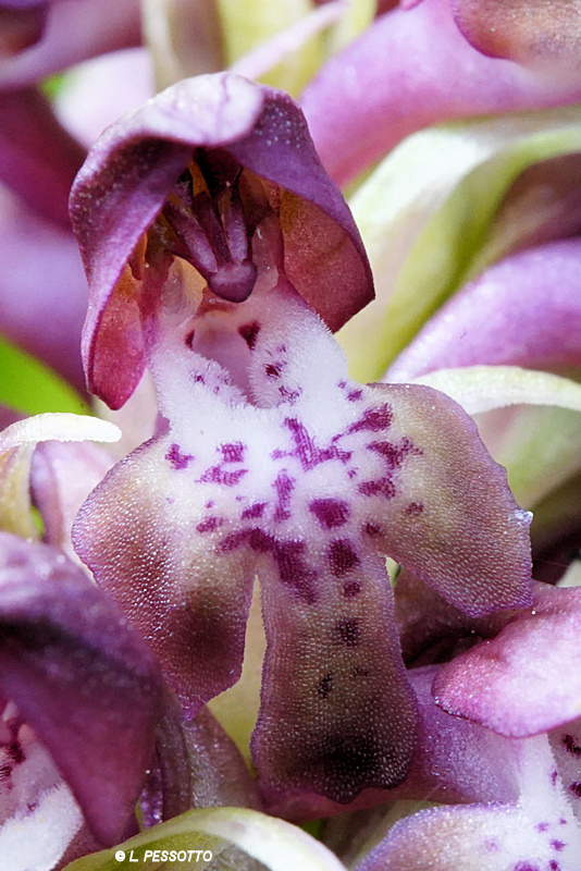 Anacamptis coriophora - Orchis punaise