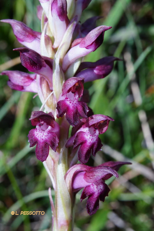 Anacamptis coriophora martrinii - Orchis de Martrin