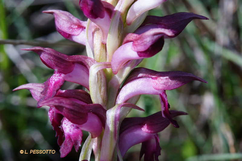 Anacamptis coriophora martrinii - Orchis de Martrin