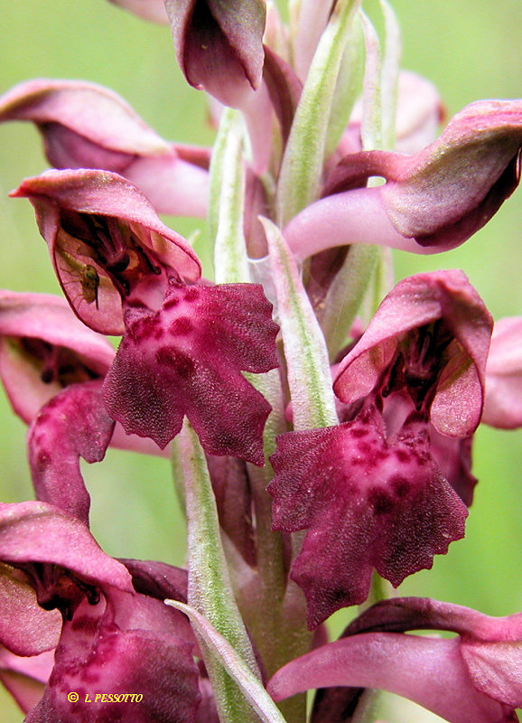 Anacamptis  fragrans - Orchis parfum