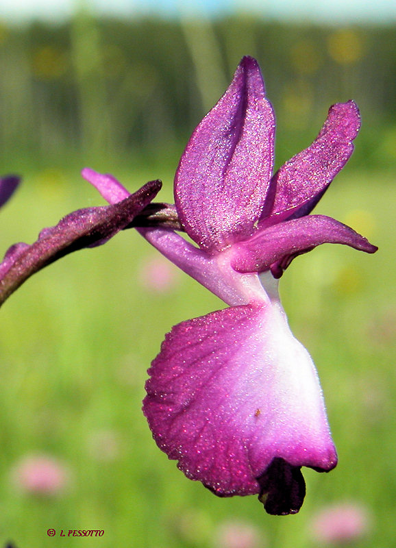 Anacamptis laxiflora - Orchis  fleurs laches