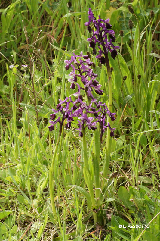 Anacamptis morio subsp. longicornui - Orchis � long �peron