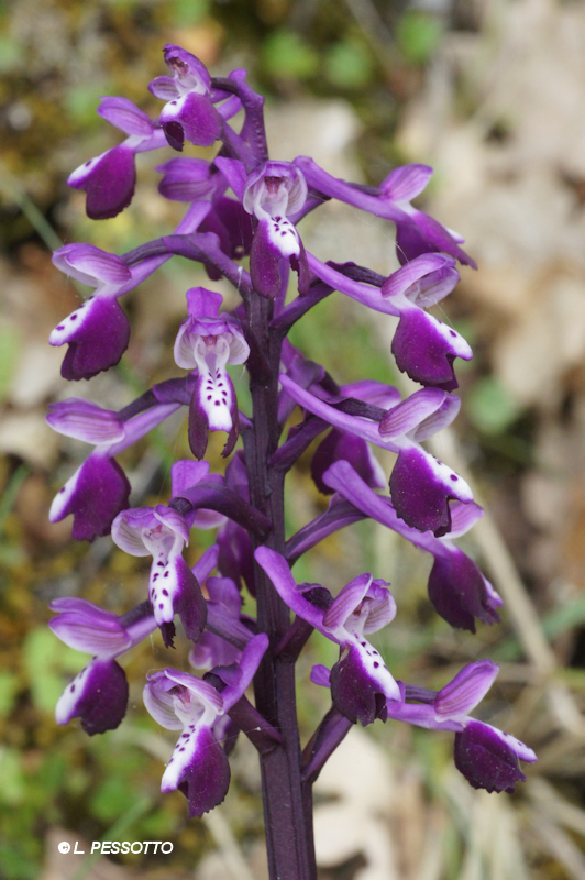Anacamptis morio subsp. longicornui - Orchis � long �peron