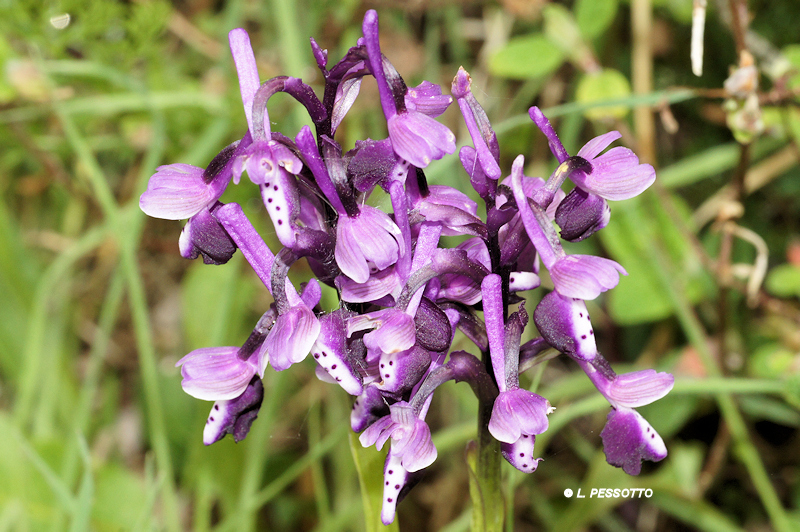 Anacamptis morio subsp. longicornui - Orchis � long �peron