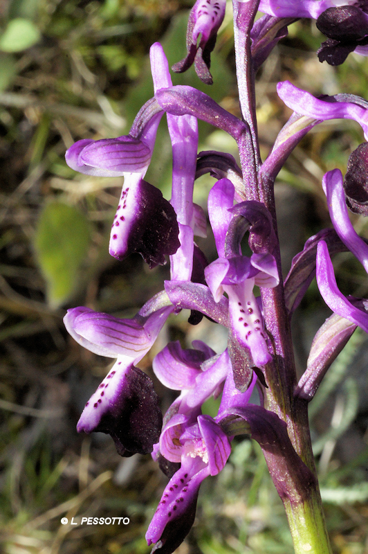 Anacamptis morio subsp. longicornui - Orchis � long �peron