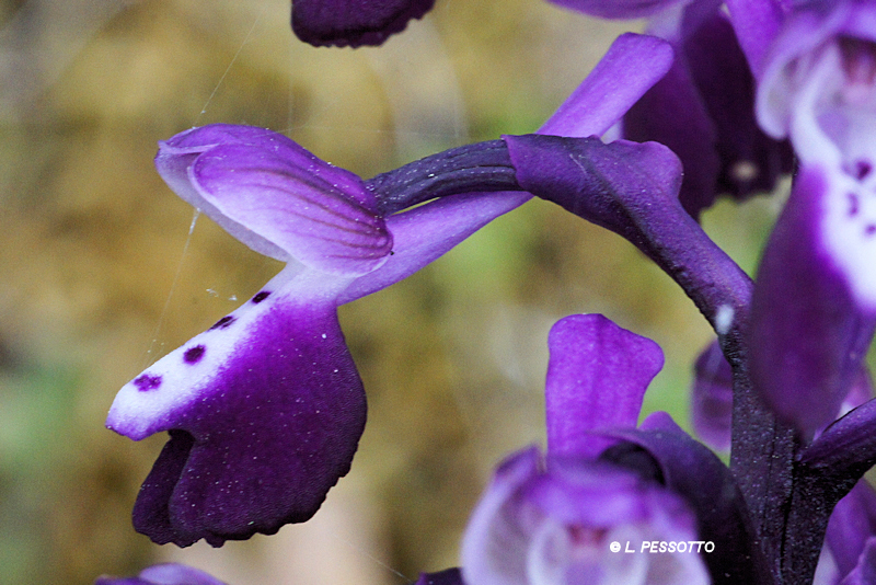 Anacamptis morio subsp. longicornui - Orchis � long �peron