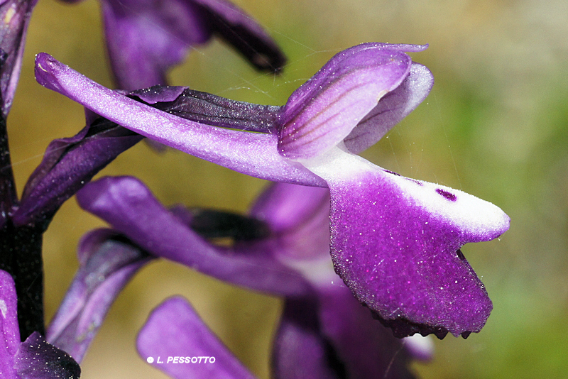 Anacamptis morio subsp. longicornui - Orchis � long �peron