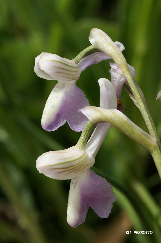 Anacamptis morio subsp. longicornui - Orchis � long �peron