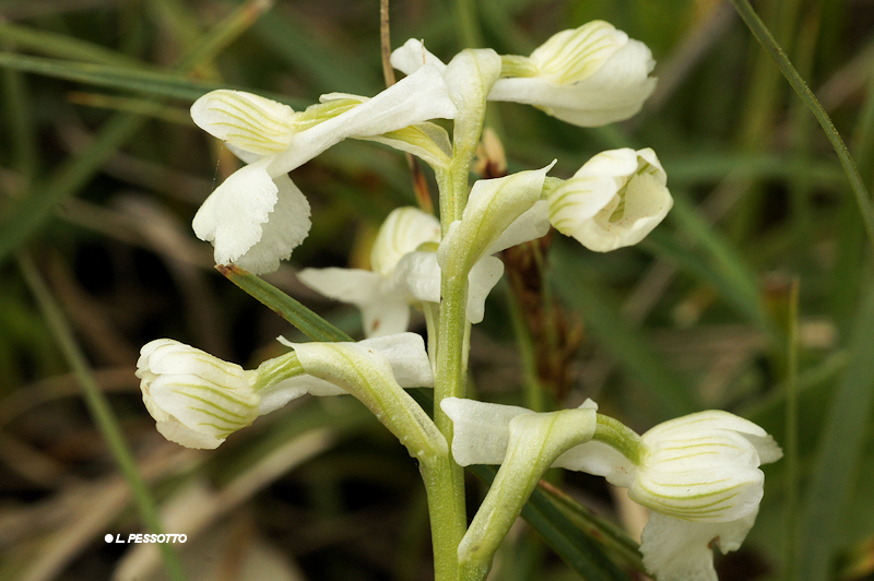 Anacamptis morio subsp. longicornui - Orchis � long �peron