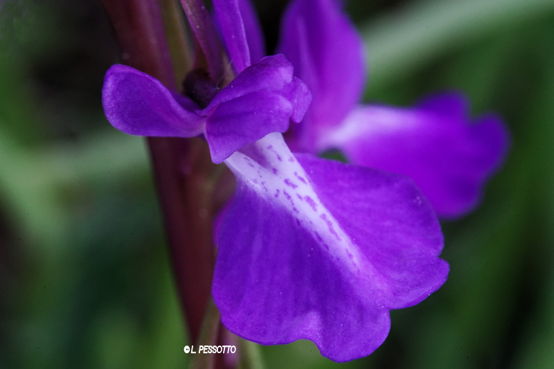 Anacamptis palustris - Orchis des marais