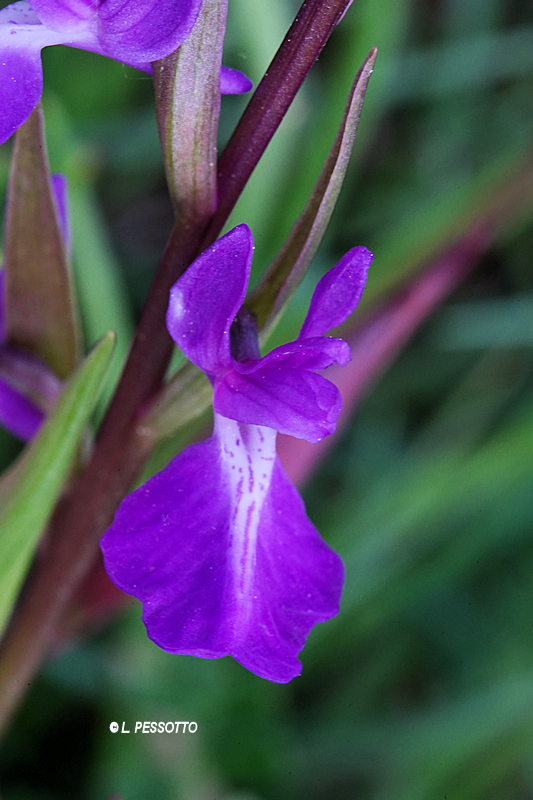 Anacamptis palustris - Orchis des marais