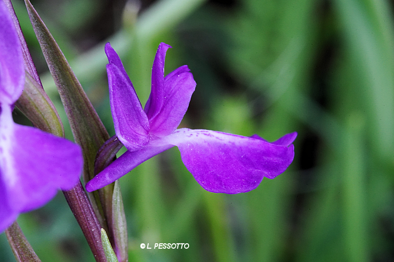 Anacamptis palustris - Orchis des marais