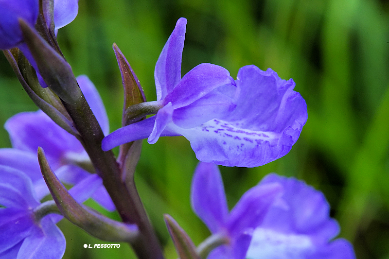 Anacamptis palustris - Orchis des marais
