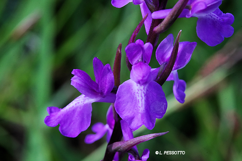 Anacamptis palustris - Orchis des marais
