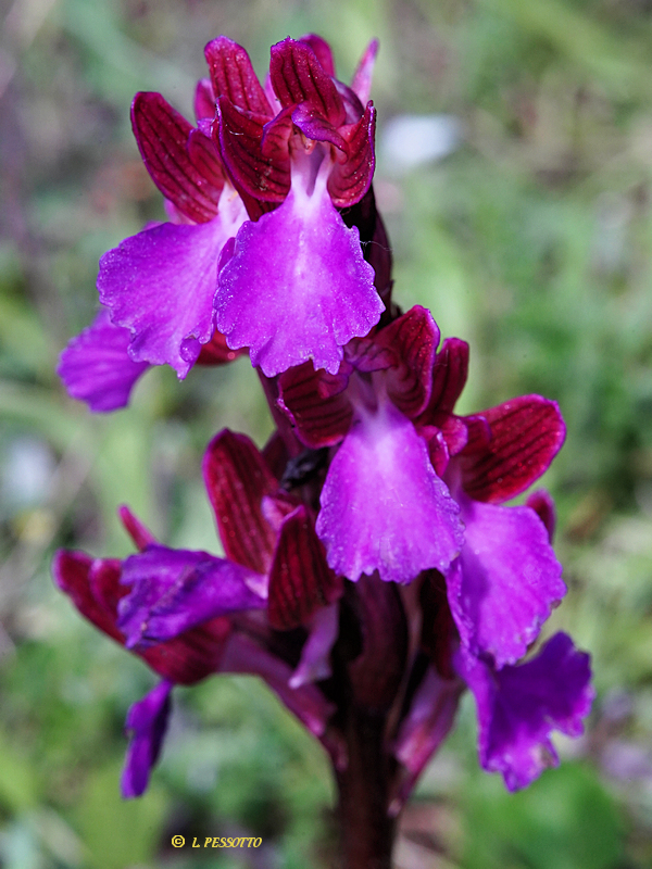 Anacamptis papilionacea - Orchis papillon