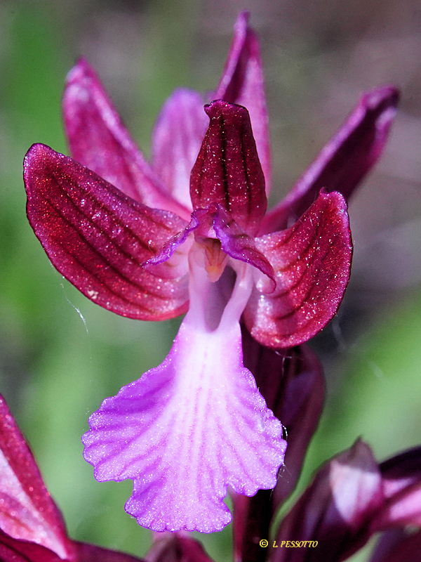 Anacamptis papilionacea - Orchis papillon