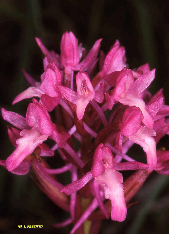 Anacamptis pyramidalis subsp. pyramidalis - Orchis pyramidal