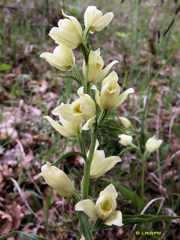 Cephalanthera  damasonium - Cphalanthre  grandes fleurs
