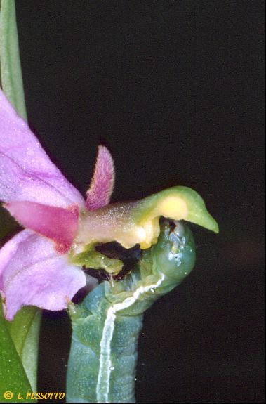 chenille sur ophrys