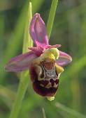 Vers la page Ophrys aegirtica