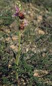 Ophrys aegirtica x Ophrys apifera